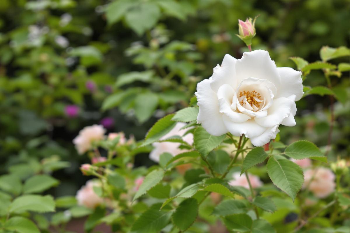 4 règles indispensables pour bien utiliser les cendres de cheminée sur vos rosiers !