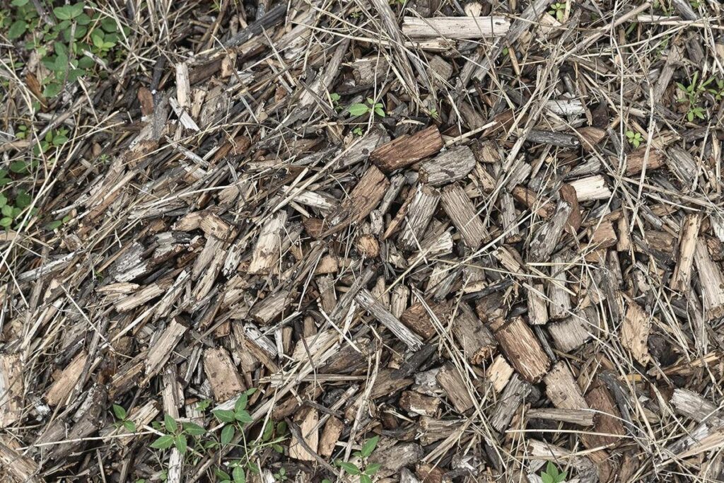 5 utilisations ingénieuses de la sciure de bois au jardin ! Polevert — free download