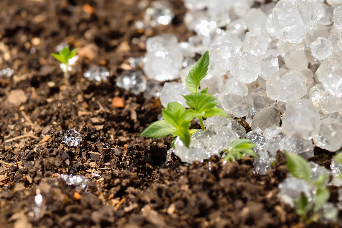 Sulfate de cuivre : son utilisation pour protéger vos plantes